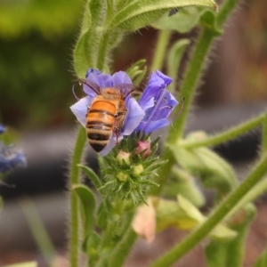 Apis mellifera at Fadden, ACT - 29 Dec 2017