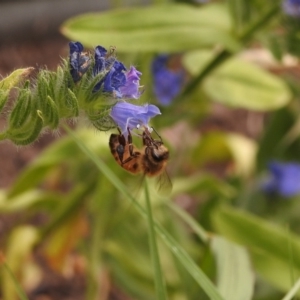 Apis mellifera at Fadden, ACT - 29 Dec 2017