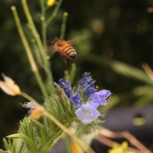 Apis mellifera at Fadden, ACT - 29 Dec 2017