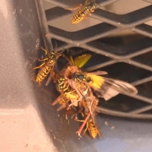 Vespula germanica at Paddys River, ACT - 28 Feb 2018 01:52 PM