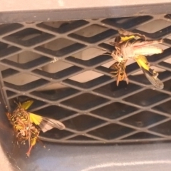 Vespula germanica at Paddys River, ACT - 28 Feb 2018 01:52 PM