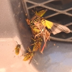 Vespula germanica at Paddys River, ACT - 28 Feb 2018 01:52 PM