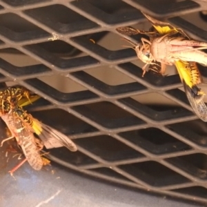 Vespula germanica at Paddys River, ACT - 28 Feb 2018 01:52 PM