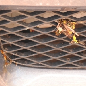 Vespula germanica at Paddys River, ACT - 28 Feb 2018 01:52 PM