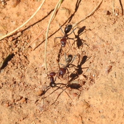 Iridomyrmex purpureus (Meat Ant) at Symonston, ACT - 1 Apr 2018 by YumiCallaway