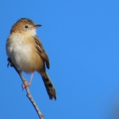 Cisticola exilis (Golden-headed Cisticola) at Fyshwick, ACT - 7 Jul 2020 by roymcd