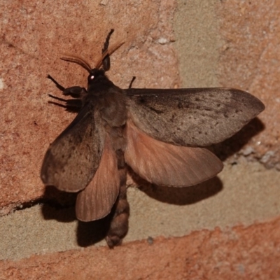 Oxycanus silvanus (Pale Oxycanus) at Black Range, NSW - 12 Jul 2020 by AndrewMcCutcheon