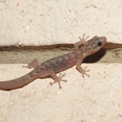 Christinus marmoratus (Southern Marbled Gecko) at Fadden, ACT - 6 Mar 2018 by YumiCallaway