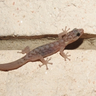 Christinus marmoratus (Southern Marbled Gecko) at Fadden, ACT - 6 Mar 2018 by YumiCallaway