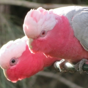 Eolophus roseicapilla at Flynn, ACT - 13 Jul 2020