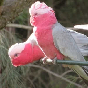 Eolophus roseicapilla at Flynn, ACT - 13 Jul 2020