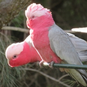 Eolophus roseicapilla at Flynn, ACT - 13 Jul 2020