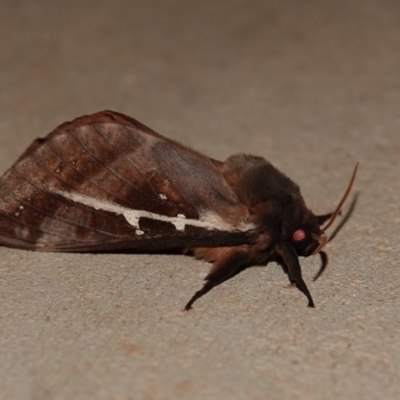 Oxycanus dirempta (Variable Oxycanus) at Black Range, NSW - 12 Jul 2020 by AndrewMcCutcheon