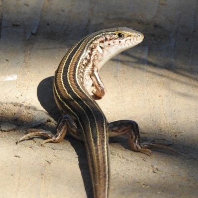 Ctenotus robustus (Robust Striped-skink) at Stony Creek - 7 Apr 2018 by YumiCallaway