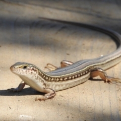 Ctenotus robustus at Stromlo, ACT - 7 Apr 2018