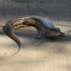 Ctenotus robustus at Stromlo, ACT - 7 Apr 2018