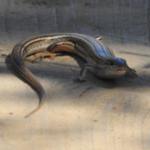 Ctenotus robustus at Stromlo, ACT - 7 Apr 2018