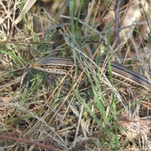 Ctenotus robustus at Stromlo, ACT - 7 Apr 2018