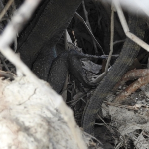 Intellagama lesueurii howittii at Burra, NSW - 16 Apr 2018 11:15 AM