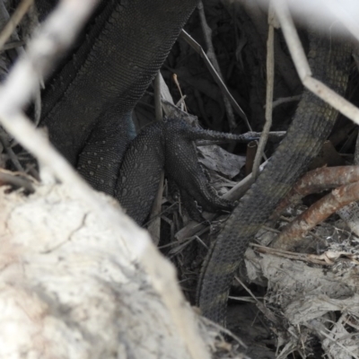 Intellagama lesueurii howittii (Gippsland Water Dragon) at Burra, NSW - 16 Apr 2018 by YumiCallaway