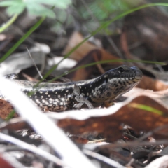 Eulamprus heatwolei (Yellow-bellied Water Skink) at Paddys River, ACT - 28 Feb 2018 by YumiCallaway