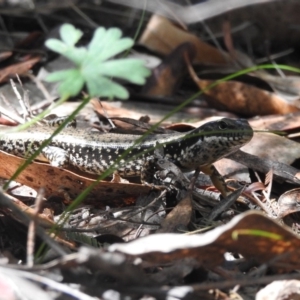 Eulamprus heatwolei at Paddys River, ACT - 28 Feb 2018