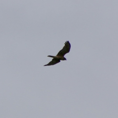 Circus approximans (Swamp Harrier) at Moruya Heads, NSW - 13 Jul 2020 by LisaH