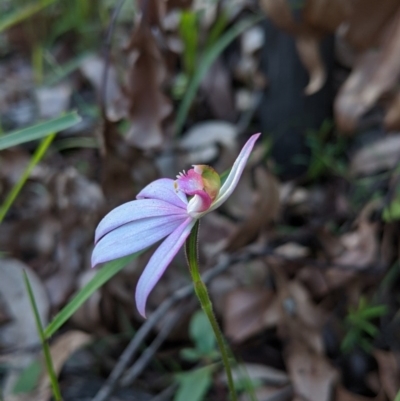 Caladenia picta (Painted Fingers) at Mogo, NSW - 4 Jun 2020 by NickWilson