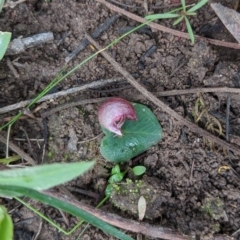 Corybas aconitiflorus (Spurred Helmet Orchid) at East Lynne, NSW - 23 Jun 2020 by NickWilson