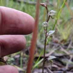 Acianthus fornicatus (Pixie-caps) at East Lynne, NSW - 24 Jun 2020 by NickWilson