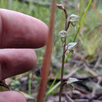 Acianthus fornicatus (Pixie-caps) at East Lynne, NSW - 24 Jun 2020 by NickWilson