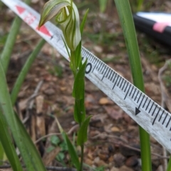 Pterostylis grandiflora (Cobra Greenhood) at East Lynne, NSW - 24 Jun 2020 by NickWilson