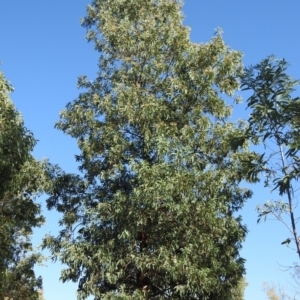 Acacia falciformis at Coree, ACT - 7 Apr 2018