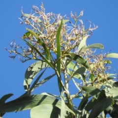 Acacia falciformis at Coree, ACT - 7 Apr 2018