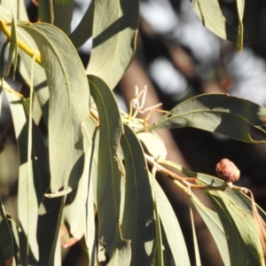 Acacia falciformis at Coree, ACT - 7 Apr 2018