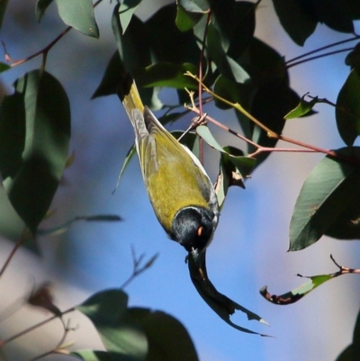 Melithreptus lunatus (White-naped Honeyeater) at Bundanoon, NSW - 13 Jul 2020 by Snowflake