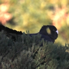 Zanda funerea (Yellow-tailed Black-Cockatoo) at Congo, NSW - 6 Jul 2020 by jbromilow50