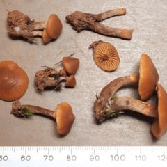 Galerina marginata at Bruce, ACT - 11 Jun 2020 by Heino1