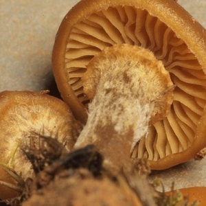 Galerina marginata at Bruce, ACT - 11 Jun 2020 12:00 AM