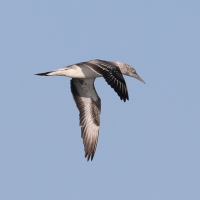 Morus serrator (Australasian Gannet) at Congo, NSW - 6 Jul 2020 by jbromilow50