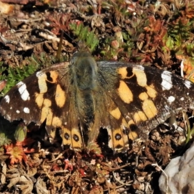 Vanessa kershawi (Australian Painted Lady) at Paddys River, ACT - 7 Jul 2020 by JohnBundock