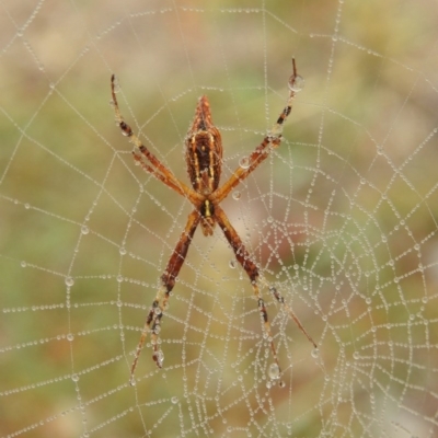 Argiope protensa (Long-tailed Argiope) at Jerrabomberra, ACT - 31 Mar 2018 by YumiCallaway