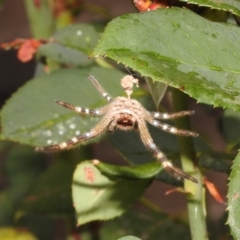 Neosparassus sp. (genus) (Badge huntsman) at Fadden, ACT - 25 Jan 2018 by YumiCallaway