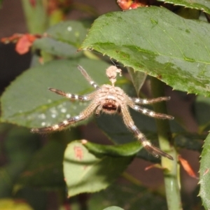 Neosparassus sp. (genus) at Fadden, ACT - 25 Jan 2018 07:31 AM