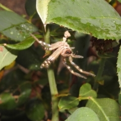 Neosparassus sp. (genus) at Fadden, ACT - 25 Jan 2018 07:31 AM