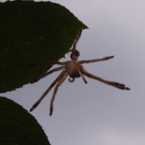 Neosparassus sp. (genus) at Fadden, ACT - 25 Jan 2018 07:31 AM