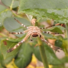 Neosparassus sp. (genus) at Fadden, ACT - 25 Jan 2018 07:31 AM