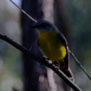 Eopsaltria australis at Stromlo, ACT - 14 Jul 2020