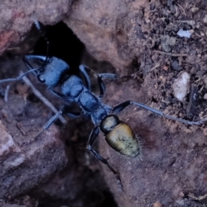 Myrmecia piliventris at Denman Prospect, ACT - 14 Jul 2020