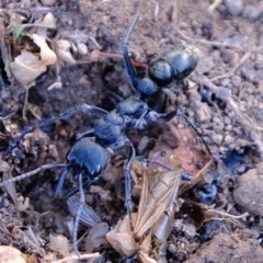 Myrmecia piliventris at Denman Prospect, ACT - 14 Jul 2020